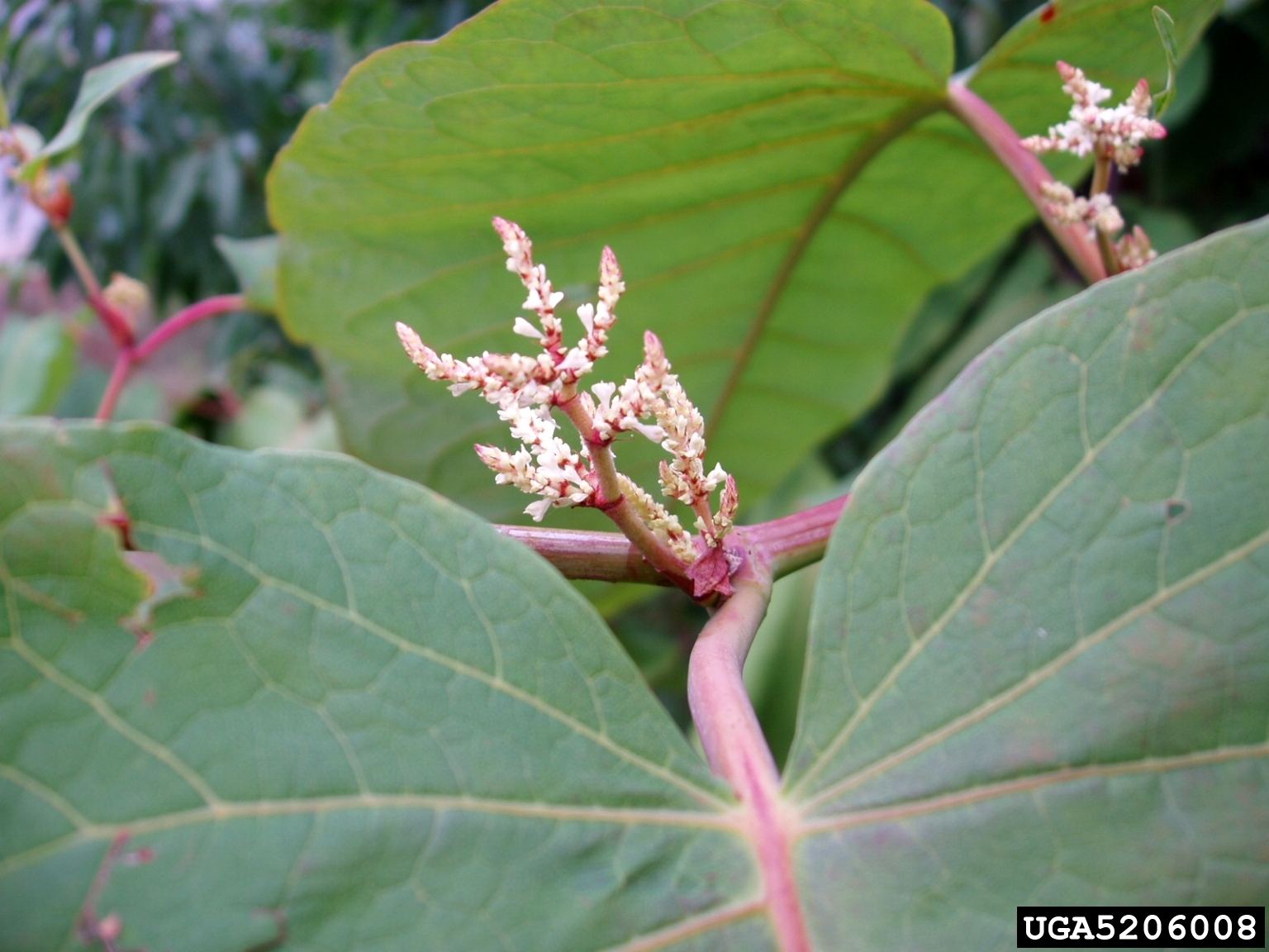 Giant Knotweed  Invasive Species Centre