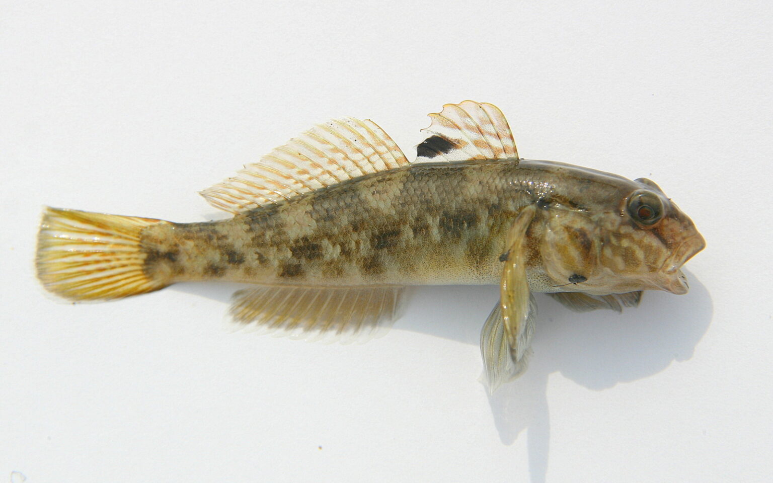 Round Goby Fly Pattern Round Goby – Profile and Resources | Invasive Species Centre