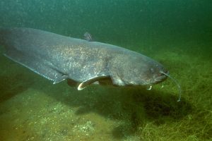 1280px-Silurus_glanis_02