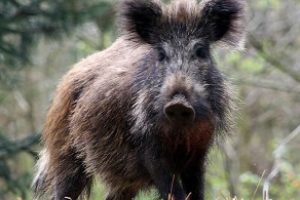 Wild Boar