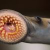 Invasive fish and invertebrates - Sea Lamprey