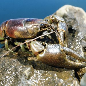 Invasive fish and invertebrates - Rusty Crayfish