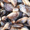 Invasive fish and invertebrates - Zebra Mussel