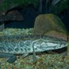 Invasive fish and invertebrates - Northern Snakehead