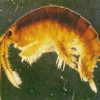 Invasive fish and invertebrates - Killer Shrimp