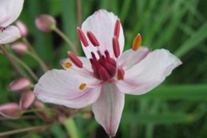 FloweringRush