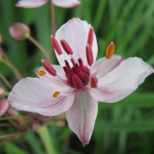 FloweringRush_LandingPage