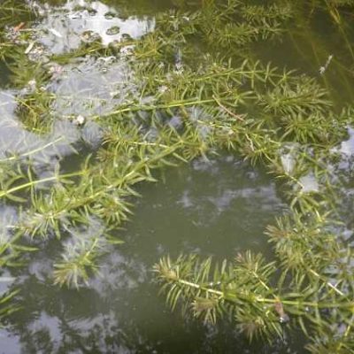 Hydrilla_Optimized