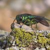 emerald ash borer