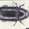 Southern Pine Beetle