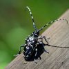 Asian long horned beetle