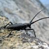 Brown spruce longhorned beetle