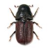 Mountain Pine Beetle