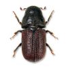 Mountain Pine Beetle