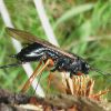 Sirex Woodwasp