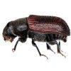 Pine shoot beetle