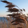 Phragmites