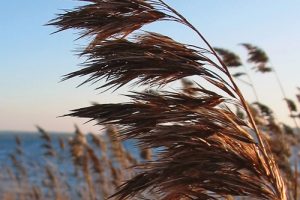 Phragmites