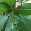 Himalayan Balsam