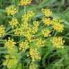 Wild Parsnip