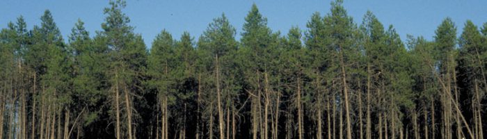Lodgepole pine are impacted by mountain pine beetles