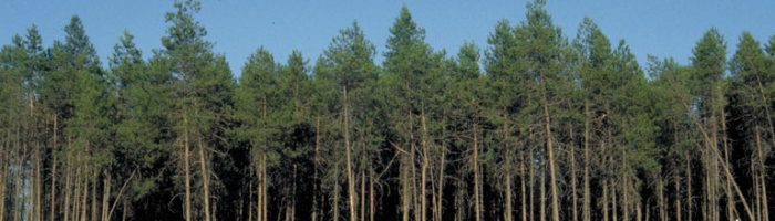 Lodgepole Pine Lodgepole pine are impacted by mountain pine beetles