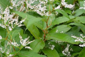 Persicaria_wallichii_20111008_115655
