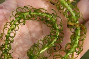 A close-up image of the leaves and stem of oxygen weed, courtesy of Robert Vidéki, Doronicum Kft., Bugwood.org