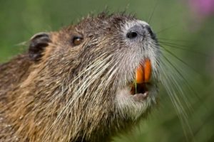 Nutria teeth and whiskers. Source: California Department of Fish & Wildlife