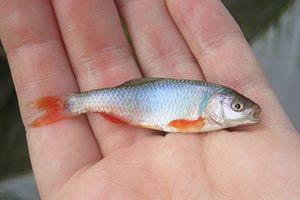 RedShiner_USGS_WEB'