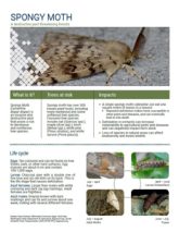 SpongyMothFactsheet_Thumbnail_WEB