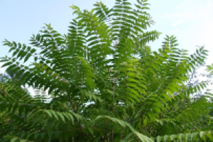 Avoid planting tree of heaven, SLF’s preferred host. Photo: Richard Gardner, Bugwood.org.