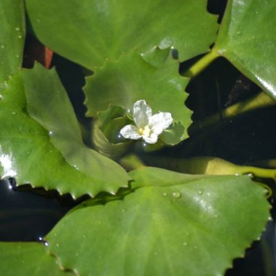 Water-chestnut
