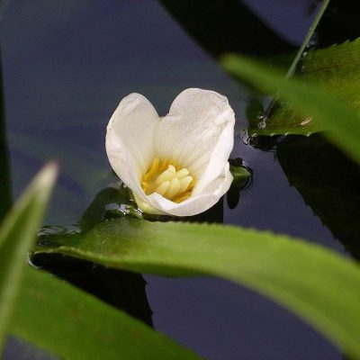 WaterSoldierFlower_PublicDomain