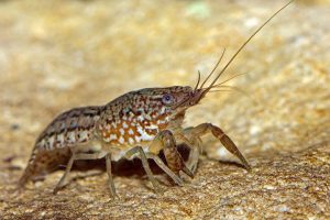 crayfish_16x9