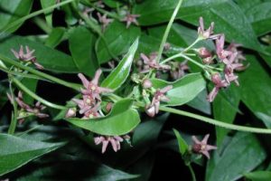 Dog strangling vine leaves