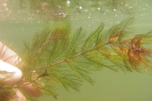 eurasian-water-milfoil_Optimized