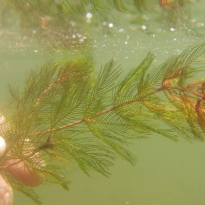 eurasian-water-milfoil_Optimized