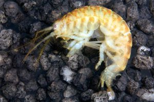 killer shrimp