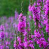 Purple loosestrife flower