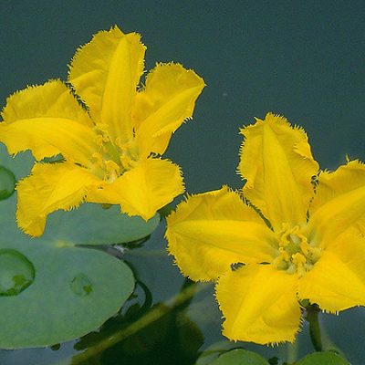 yellow_floating_heart
